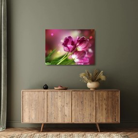 Obraz na szkle - różowe tulipany (70x50 cm)