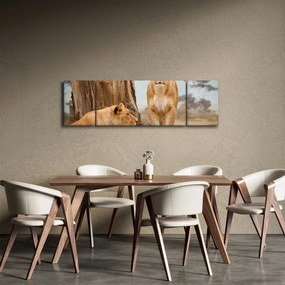 Obraz - dwie lwice (170x50 cm)