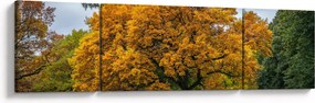 Obraz drzewa (170x50 cm)