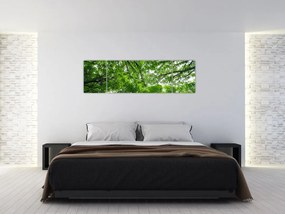 Obraz - Widok do korony drzewa (170x50 cm)
