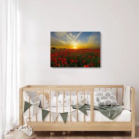 Obraz na szkle - pole maków (70x50 cm)