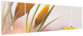 Obraz - Wiosenne kwiaty (170x50 cm)
