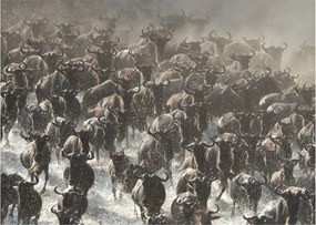 Obraz na szkle - Stado antylop gnu (70x50 cm)