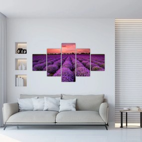 Obraz - Pole lawendy (125x70 cm)