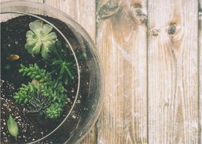Obraz sukulentów w szkle (70x50 cm)