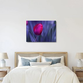 Obraz pąka tulipana (70x50 cm)