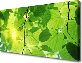 Obraz canvas Botaniczne Liście Paproci