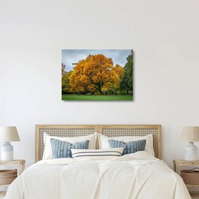 Obraz na szkle - drzewo (70x50 cm)