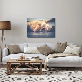 Obraz kota na podłodze (70x50 cm)