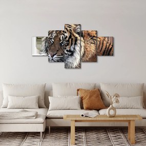 Obraz tygrysa (125x70 cm)