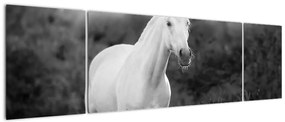 Obraz białego konia na łące, czarno - biały (170x50 cm)
