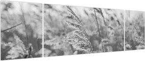 Obraz - Trawa na wietrze (170x50 cm)