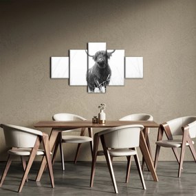 Obraz - Szkocka krowa 4, czarno - biały (125x70 cm)