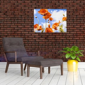 Obraz na szkle - maki (70x50 cm)