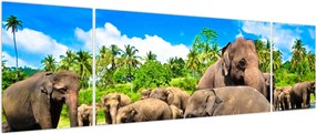 Obraz - Słonie, Sri Lanka (170x50 cm)
