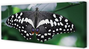 Duży obraz na płótnie Kolorowy Motyl na Liściach