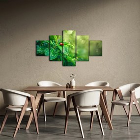 Obraz - Biedronka (125x70 cm)