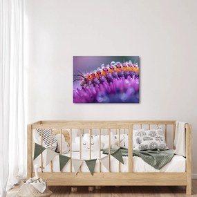 Obraz - Caterpillar (70x50 cm)