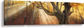Obraz - Jesienny świt (170x50 cm)