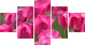 Obraz - Różowe tulipany (125x70 cm)