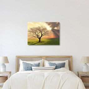 Obraz na szkle drzewa na łące (70x50 cm)