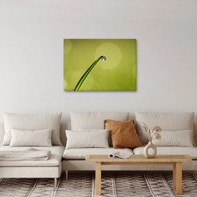 Obraz kropli wody na trawie (70x50 cm)