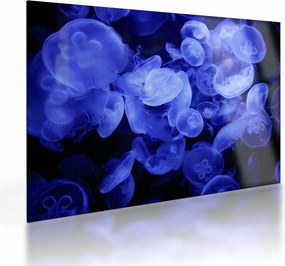 Obraz na szkle - Meduzy (70x50 cm)