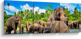 Obraz - Słonie, Sri Lanka (z zegarem) (90x30 cm)