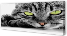 Zdjęcie na płótnie Kot o Szaro-Czarnym Umaszczeniu