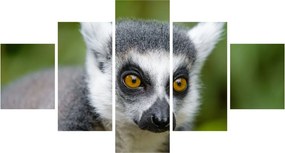 Obraz lemura (125x70 cm)
