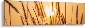 Obraz - Trawa w słońcu (170x50 cm)