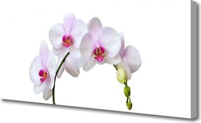 Fotoobraz na płótnie Szlachetny Kwiat Storczyka