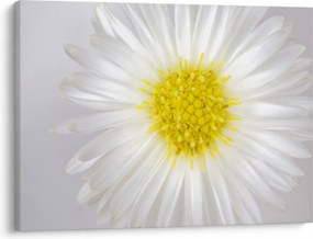 Obraz - Margarita (70x50 cm)