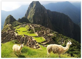 Obraz - Lamy na Machu Picchu (70x50 cm)