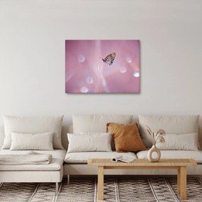 Obraz - Motyl (70x50 cm)