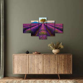 Obraz - Pole lawendy (125x70 cm)