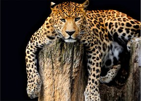 Obraz - Gepard (70x50 cm)