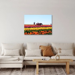 Obraz farmy tulipanów (70x50 cm)