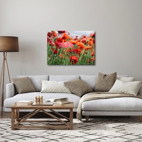 Obraz pola maków (70x50 cm)