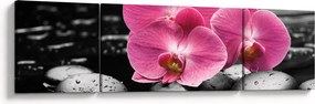 Obraz - Różowe orchidee (170x50 cm)