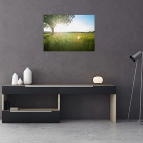 Obraz na szkle drzewa na polu (70x50 cm)