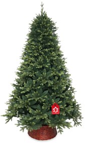 Świerk kwitnący ekstra gęsty 240 cm