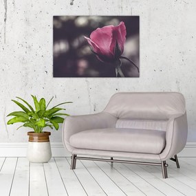 Obraz na szkle - Detal kwiatu róży (70x50 cm)