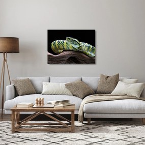 Obraz na szkle - Grzechotnik Waglera (70x50 cm)