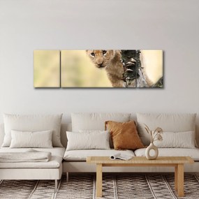 Obraz lwiątka (170x50 cm)