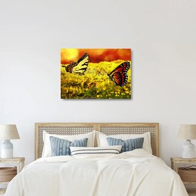 Obraz na szkle - motyle (70x50 cm)
