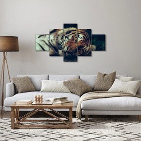 Obraz - tygrys syberyjski (125x70 cm)