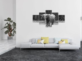 Obraz - Szkocka krowa 3, czarno - biały (125x70 cm)