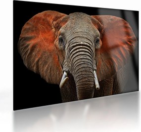 Obraz na szkle - Słonie z Tsavo (70x50 cm)