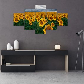 Obraz pola słoneczników (125x70 cm)